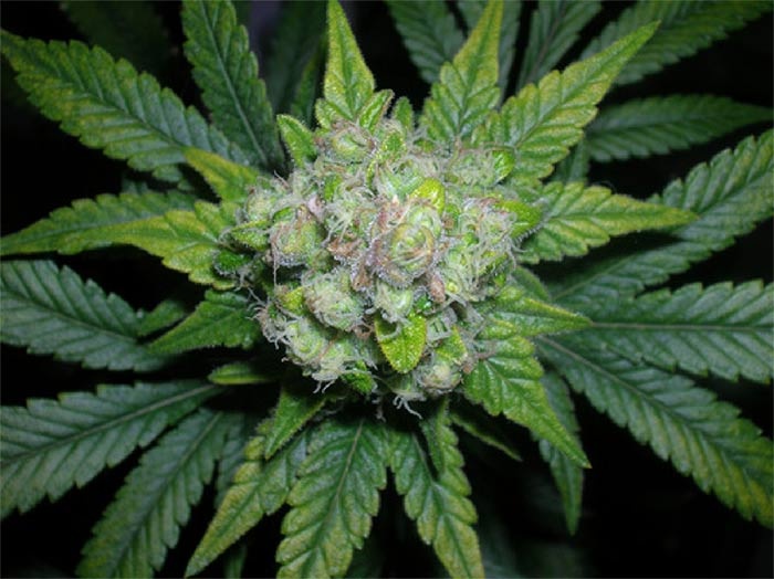 marijuana12.jpg